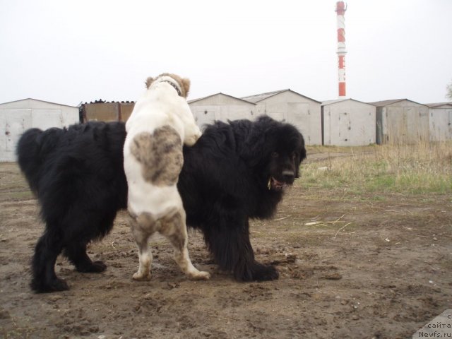 Фото: ньюфаундленд Мистер Ньюф от Марлеон Дусвик