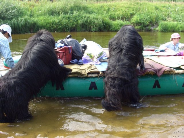 Фото: ньюфаундленд Баловень Судьбы, ньюфаундленд Ньюфорт Лунный Бархат, Галия Гизатуллина, Ольга Будина