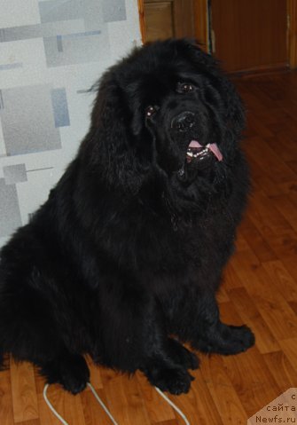 Фото: ньюфаундленд Фрегат от Сибирского Медведя