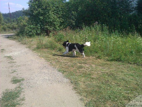 Фото: ньюфаундленд Чарующая Взглядом от Сибирского Медведя
