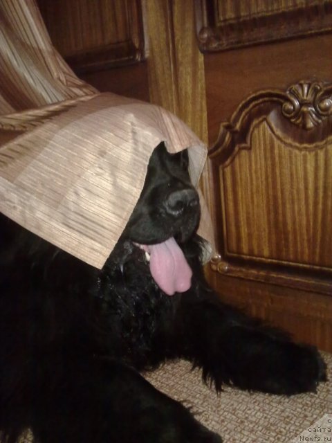 Фото: ньюфаундленд Екселент Стил  из Медвежьего Яра