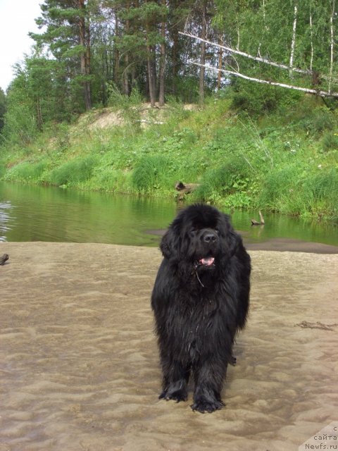 Фото: ньюфаундленд Баловень Судьбы