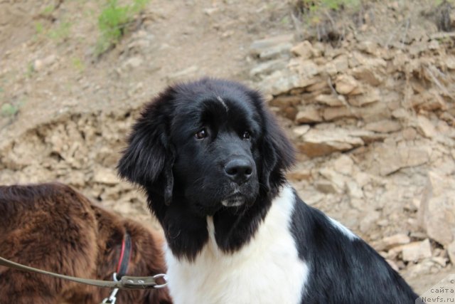 Фотография № 101486