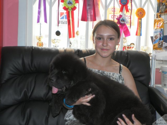 Фото: ньюфаундленд Би Перфект Адеми