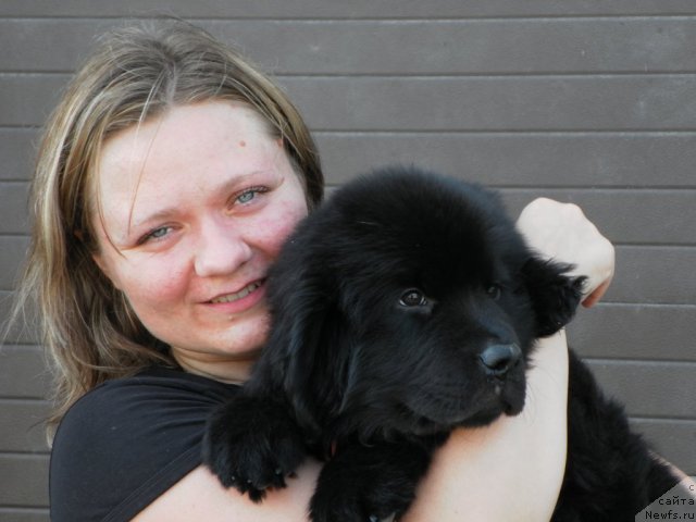 Фото: ньюфаундленд Би Перфект Азим