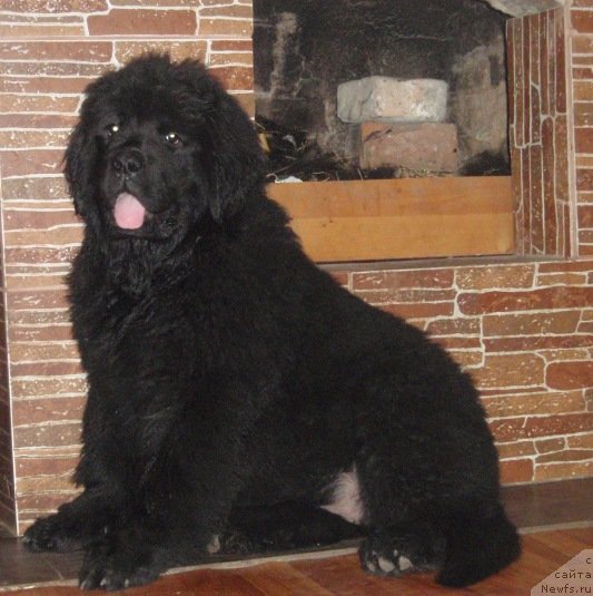 Фото: ньюфаундленд Ньюфорт Уитни Традиция Легенды