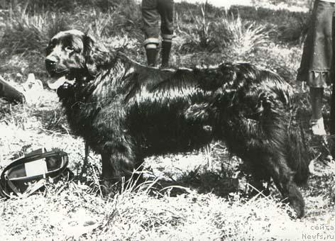 Фото: ньюфаундленд Ваграй