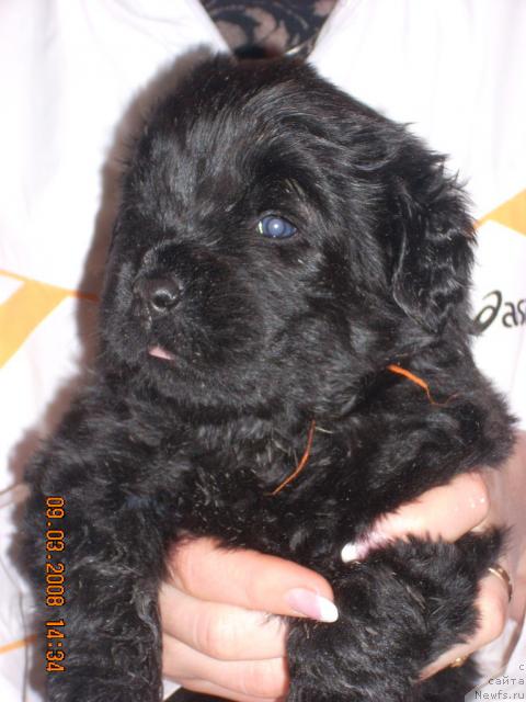 Фото: ньюфаундленд К-Леди Тиамо (K-Ledy Tiamo)