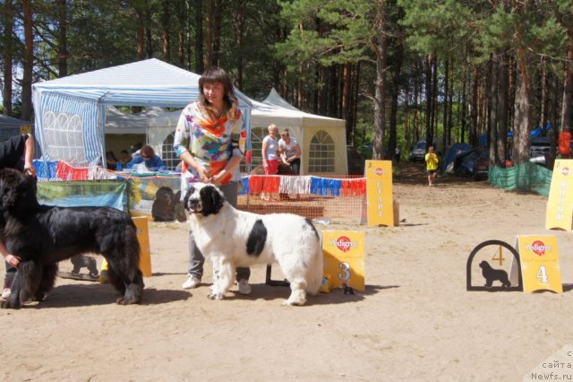 Фото: ньюфаундленд Сент Джонс Царевна Лебедь (Sent Djons Carevna Lebed)