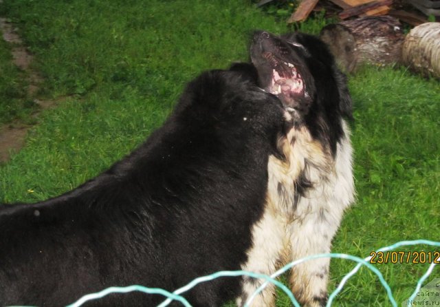 Фото: ньюфаундленд Их Высочество Владлена Маджикс, ньюфаундленд Супер Бизон Екатеринбург (Super Bizon Ekaterinburg)