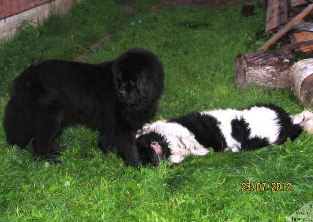 Фото: ньюфаундленд Их Высочество Владлена Маджикс, ньюфаундленд Супер Бизон Екатеринбург (Super Bizon Ekaterinburg)