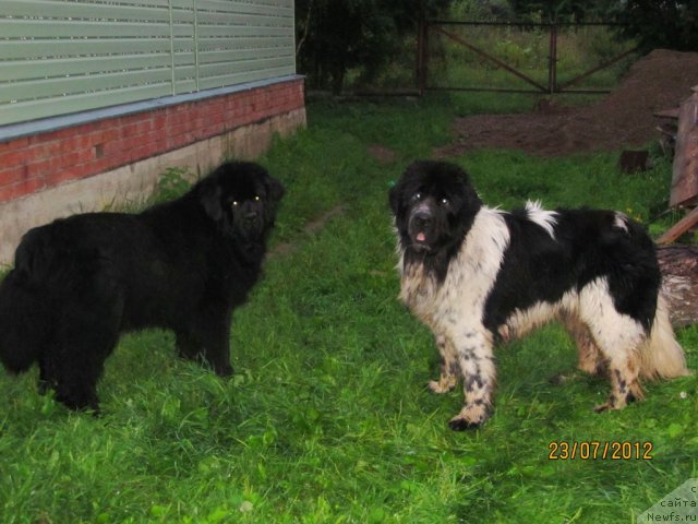 Фото: ньюфаундленд Их Высочество Владлена Маджикс, ньюфаундленд Супер Бизон Екатеринбург (Super Bizon Ekaterinburg)