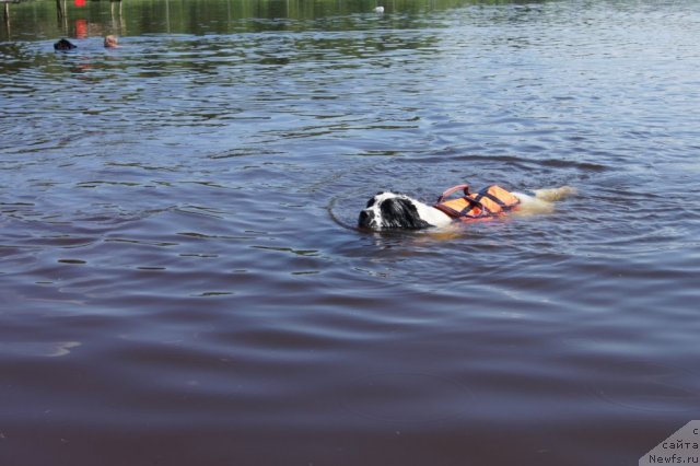 Фото: ньюфаундленд Сент Джонс Царевна Лебедь (Sent Djons Carevna Lebed)