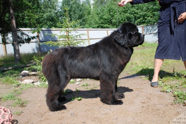 Фото: ньюфаундленд Калина Красная из Антаграда