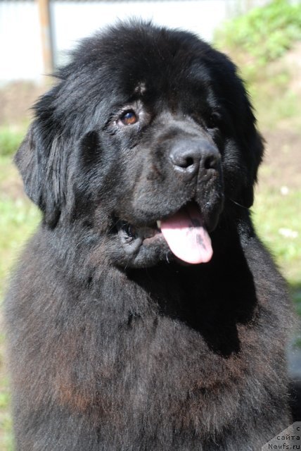 Фото: ньюфаундленд Калина Красная из Антаграда