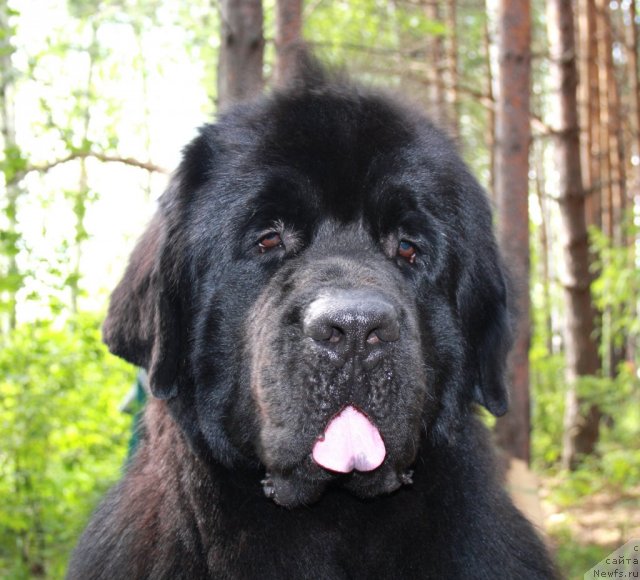 Фото: ньюфаундленд Черный Шарм Бонифаций