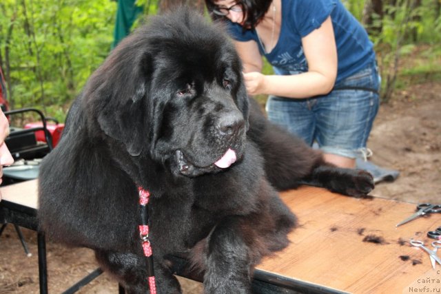 Фото: ньюфаундленд Черный Шарм Бонифаций