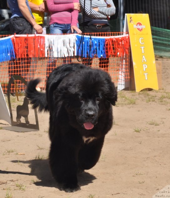 Фото: ньюфаундленд Блэк Диамонд Агидель от Потапа Увертюра