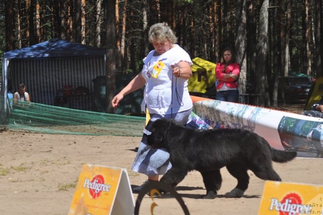 Фото: ньюфаундленд Блэк Диамонд Агидель от Потапа Увертюра, Ирина Панюшкина