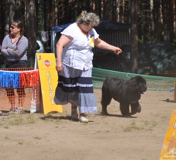 Фото: ньюфаундленд Блэк Диамонд Агидель от Потапа Увертюра, Ирина Панюшкина