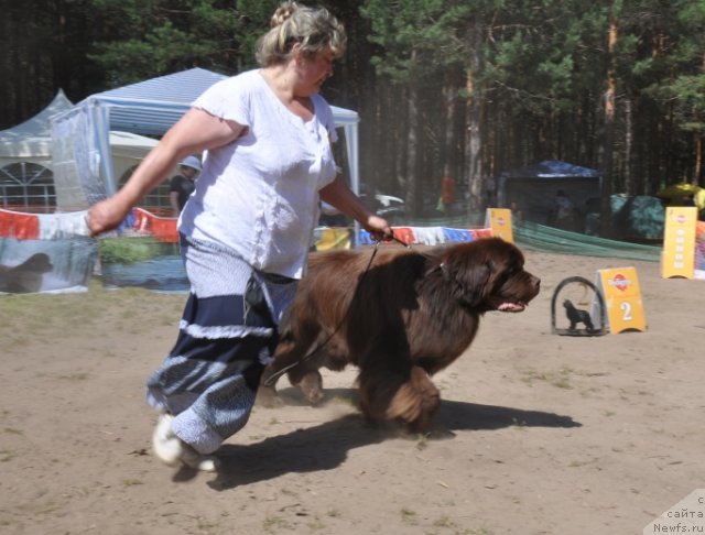 Фото: ньюфаундленд Супер Премиум Брабус, Ирина Панюшкина