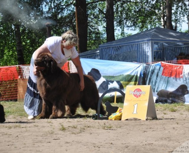 Фото: ньюфаундленд Супер Премиум Брабус, Ирина Панюшкина