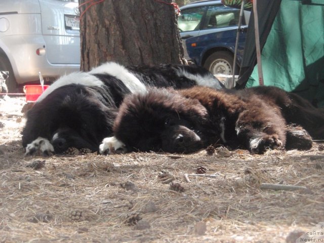 Фото: ньюфаундленд Супер Премиум Женева (Super Premium Zheneva), ньюфаундленд Супер Бизон Зая