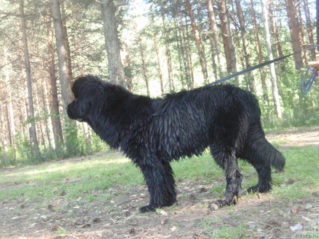 Фото: ньюфаундленд Блэк Диамонд Агидель от Потапа Увертюра