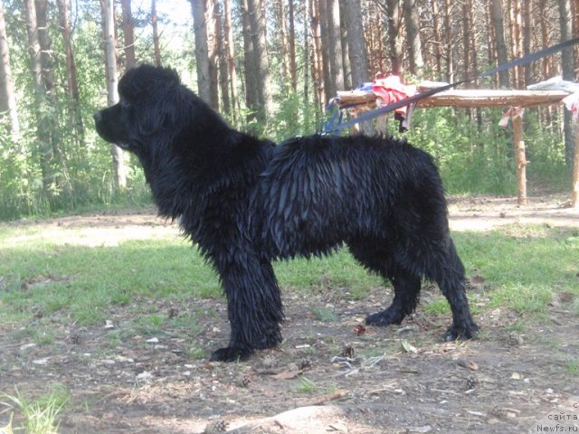 Фото: ньюфаундленд Блэк Диамонд Агидель от Потапа Увертюра