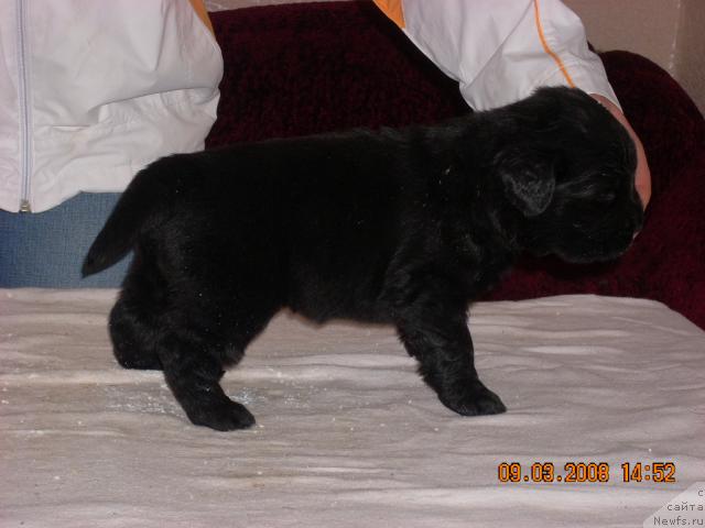 Фото: ньюфаундленд Кассиди Фортунатэ