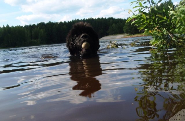 Фото: ньюфаундленд С'Нежная Вьюга Армандо Паруссо (S'Nezhnaya Vjuga Armando Parusso)