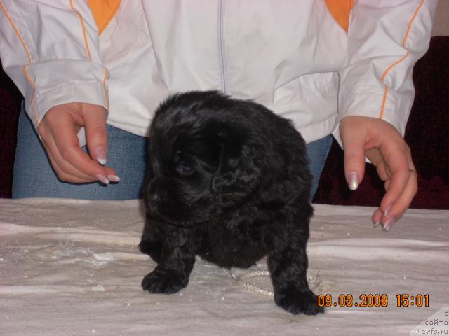 Фото: ньюфаундленд Корра Бьюти