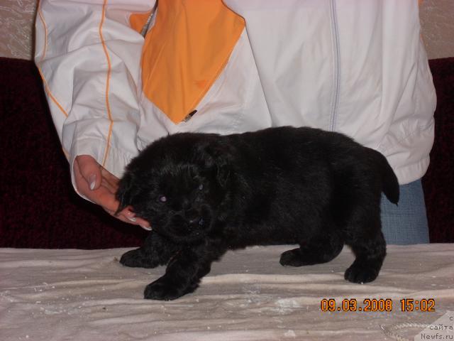 Фото: ньюфаундленд Корра Бьюти