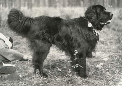 Фото: ньюфаундленд Ширас Пат