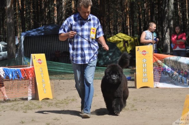 Фото: ньюфаундленд Акватория Келвин Урсула