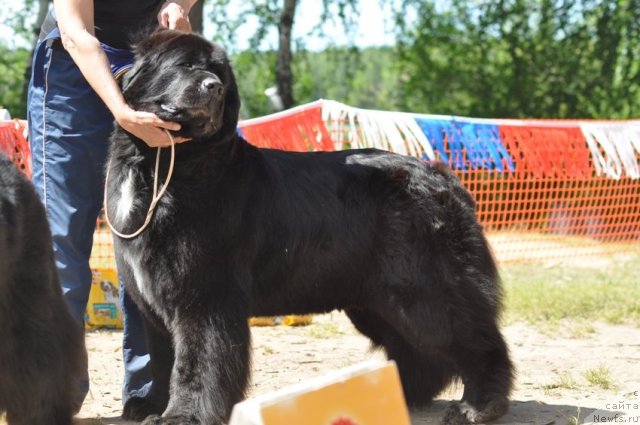 Фото: ньюфаундленд Блэк Диамонд Агидель от Потапа Мерилин (Black Diamond Agidel ot Potapa Merilin)