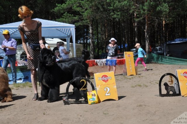 Фото: ньюфаундленд Флагман от Сибирского Медведя (Flagman ot Sibirskogo Medvedja)