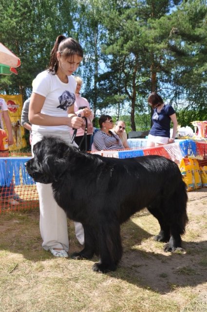 Фото: ньюфаундленд Милорд