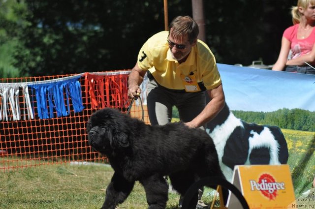 Фото: ньюфаундленд Ньюфорт Фидель (Njufort Fidel)