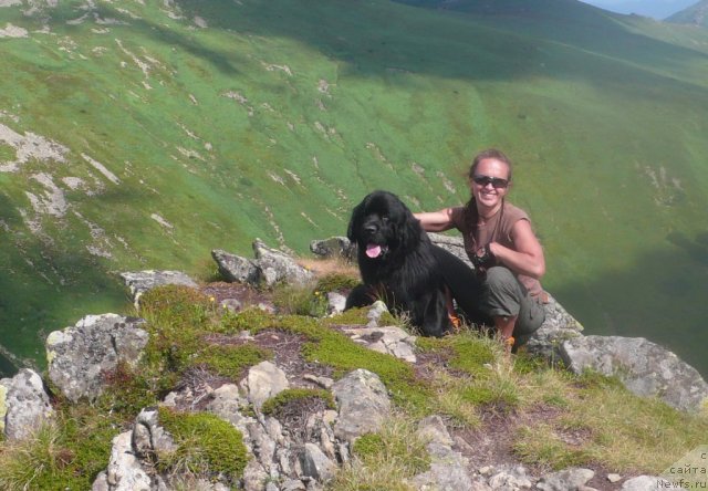 Фото: ньюфаундленд Уютная Долина Бибигон Брейв Кид, Егор Евсин