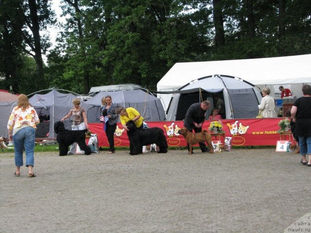 Фото: ньюфаундленд Жасмин Северный Каприз из Медвежьего Яра (Zhasmine Severny Caprice iz Medvejyego Yara)