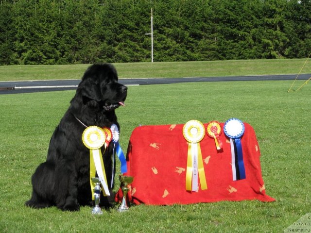 Фото: ньюфаундленд Жасмин Северный Каприз из Медвежьего Яра (Zhasmine Severny Caprice iz Medvejyego Yara)