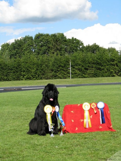 Фото: ньюфаундленд Жасмин Северный Каприз из Медвежьего Яра (Zhasmine Severny Caprice iz Medvejyego Yara)