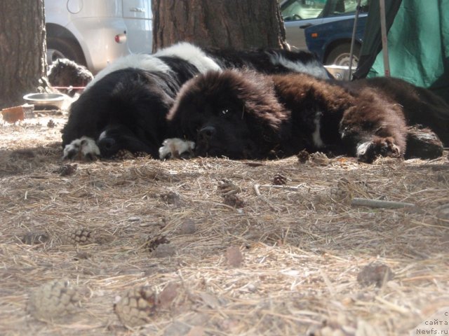 Фотография № 101663