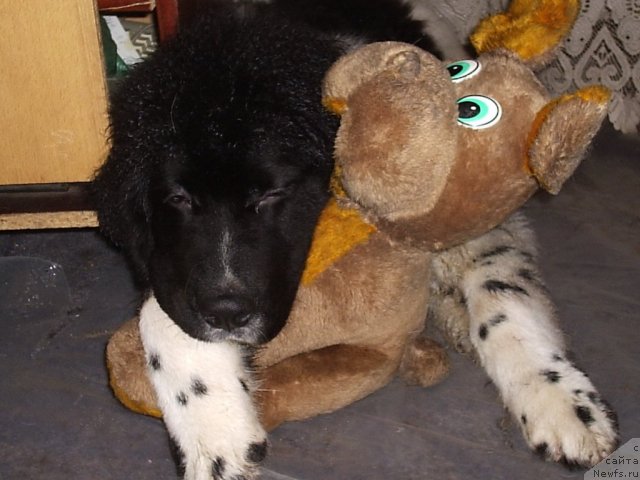 Фото: ньюфаундленд Archibald Good Win Super Mishka (Арчибальд Гуд Вин Супер Мишка)