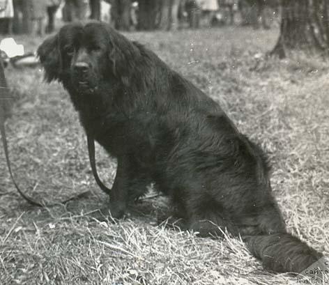 Фото: ньюфаундленд Глория