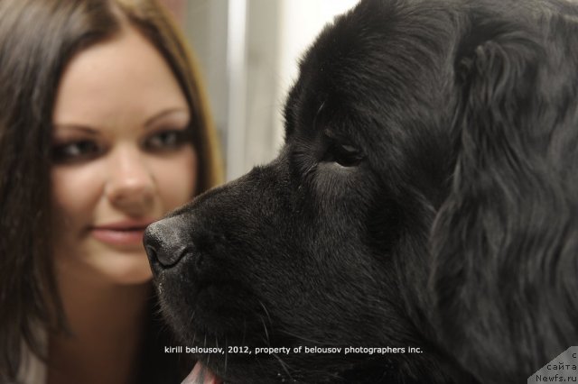 Фото: ньюфаундленд Супер Бизон Дека, Алёна Щелконогова