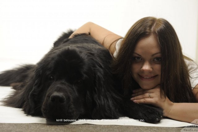 Фото: ньюфаундленд Супер Бизон Дека, Алёна Щелконогова