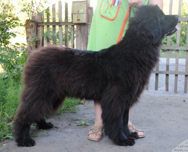 Фото: ньюфаундленд Душа-Девица (Dusha-Devitsa)