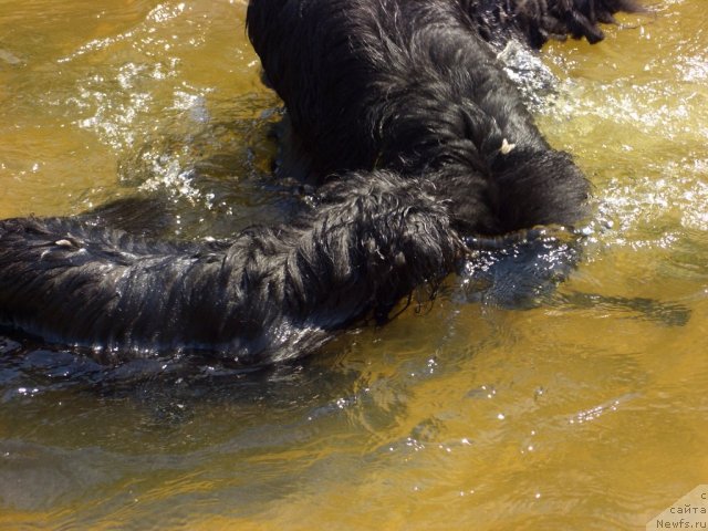 Фото: ньюфаундленд Барышня, Фрося
